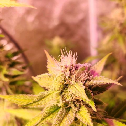 Rucucu #2 growlog timeline photo