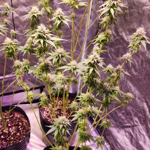 Rucucu #2 growlog timeline photo