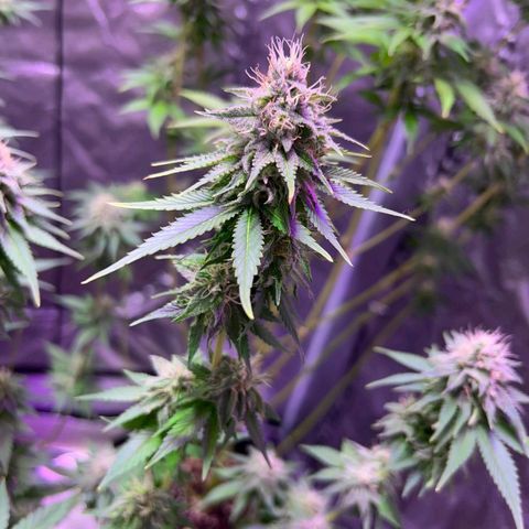 Rucucu #2 growlog timeline photo