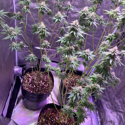 Rucucu #2 growlog timeline photo
