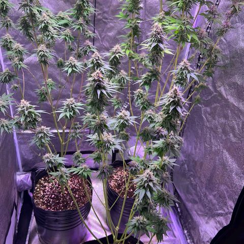 Rucucu #2 growlog timeline photo