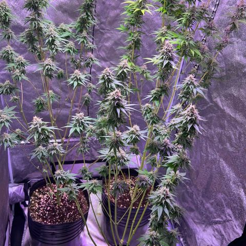 Rucucu #2 growlog timeline photo