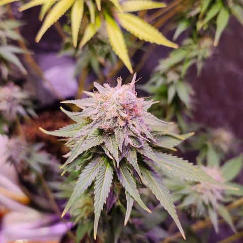 Rucucu #2 growlog timeline photo