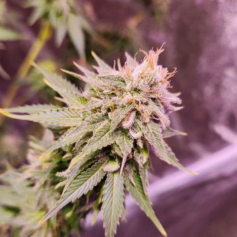 Rucucu #2 growlog timeline photo