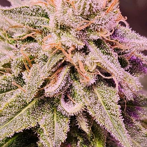 Rucucu #2 growlog timeline photo