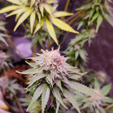 Rucucu #2 growlog timeline photo