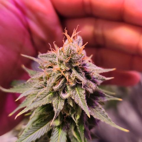 Rucucu #2 growlog timeline photo