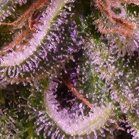 Rucucu #2 growlog timeline photo