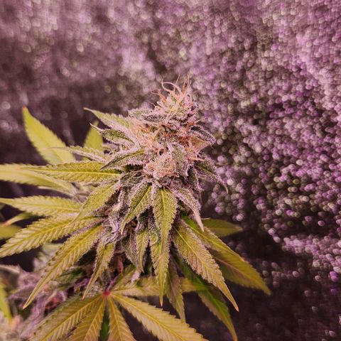 Rucucu #2 growlog timeline photo