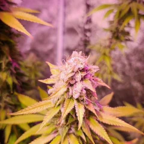 Rucucu #2 growlog timeline photo