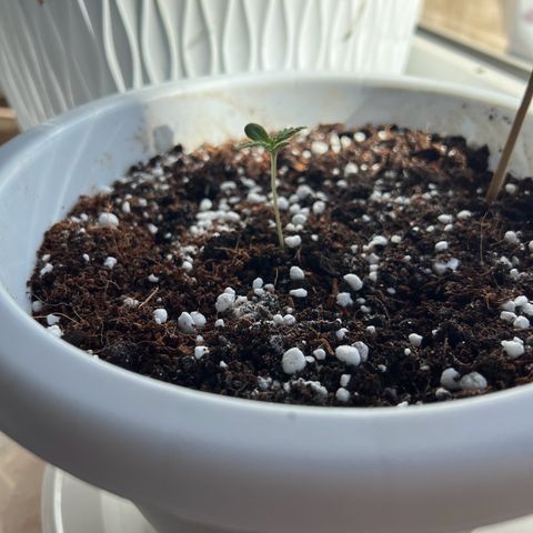 Auto Lemon OG growlog timeline photo