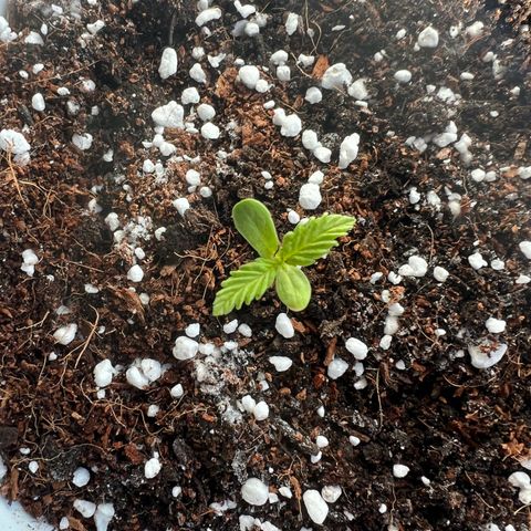Auto Lemon OG growlog timeline photo