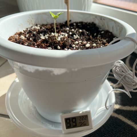 Auto Lemon OG growlog timeline photo