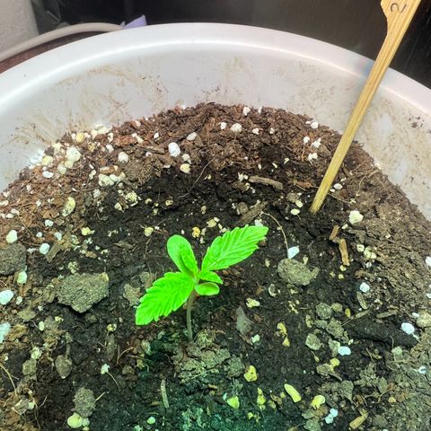 Auto Lemon OG growlog timeline photo