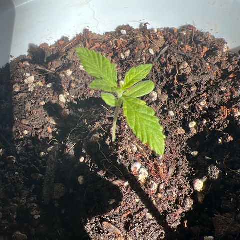 Auto Lemon OG growlog timeline photo