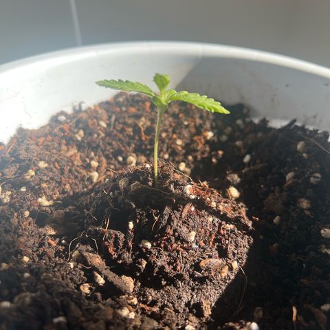 Auto Lemon OG growlog timeline photo