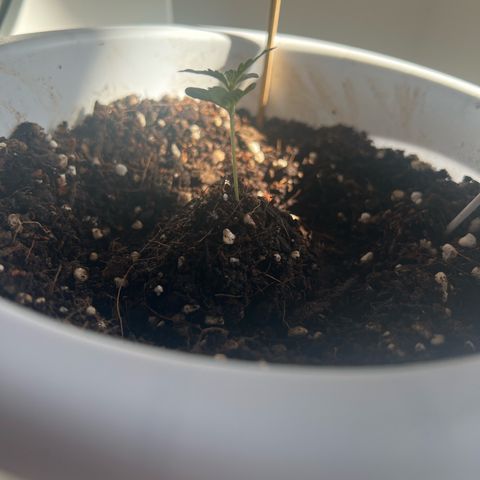 Auto Lemon OG growlog timeline photo