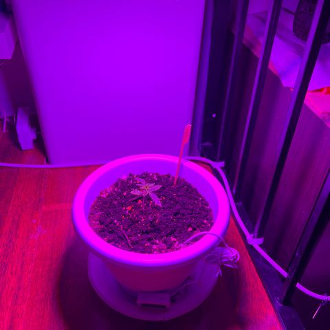 Auto Lemon OG growlog timeline photo