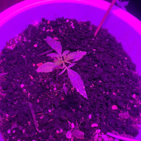 Auto Lemon OG growlog timeline photo