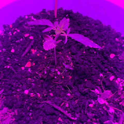 Auto Lemon OG growlog timeline photo
