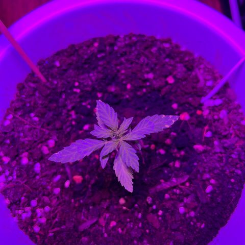 Auto Lemon OG growlog timeline photo