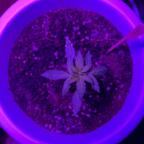 Auto Lemon OG growlog timeline photo