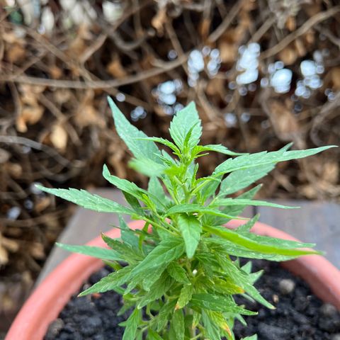Auto Lemon OG growlog timeline photo