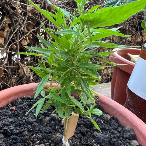 Auto Lemon OG growlog timeline photo
