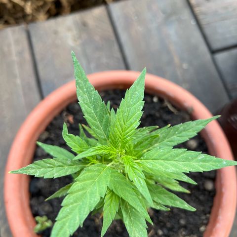 Auto Lemon OG growlog timeline photo