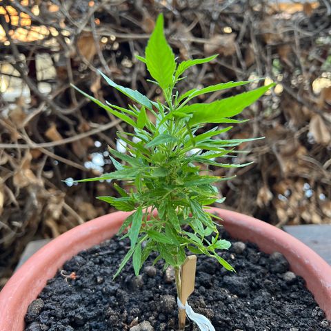 Auto Lemon OG growlog timeline photo