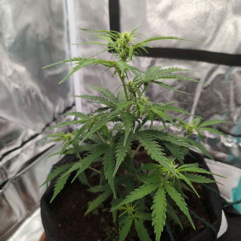 Sensi Amnesia Automatic growlog timeline photo
