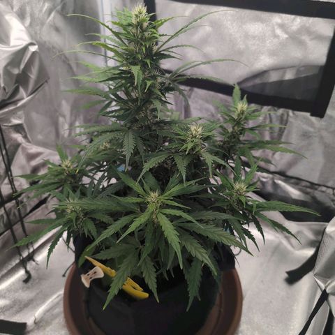 Sensi Amnesia Automatic growlog timeline photo