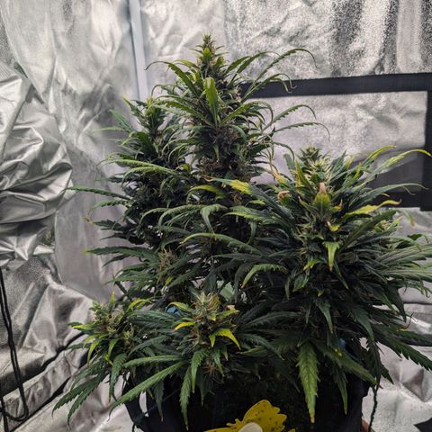 Sensi Amnesia Automatic growlog timeline photo