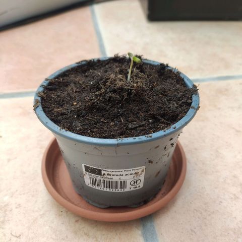J - Blue Dream - Fast buds #1 growlog photo: Neuer Topf mit frischer Erde gegen den Schimmel 