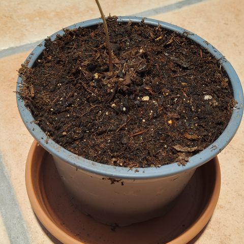 J - Blue Dream - Fast buds #1 growlog timeline photo