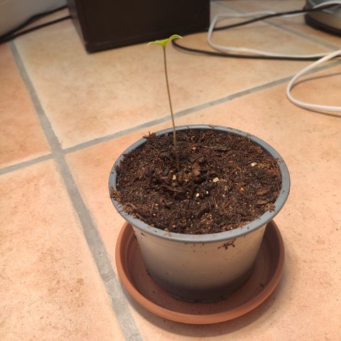 J - Blue Dream - Fast buds #1 growlog timeline photo