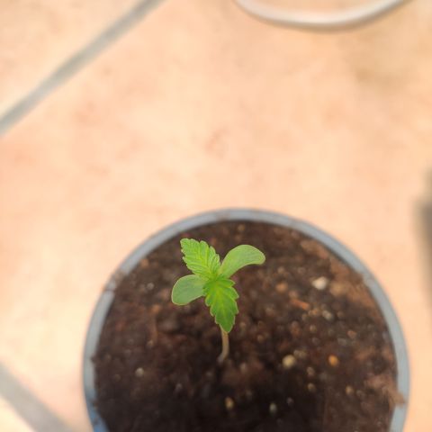 J - Blue Dream - Fast buds #1 growlog timeline photo