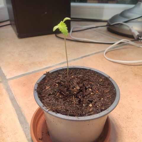 J - Blue Dream - Fast buds #1 growlog timeline photo