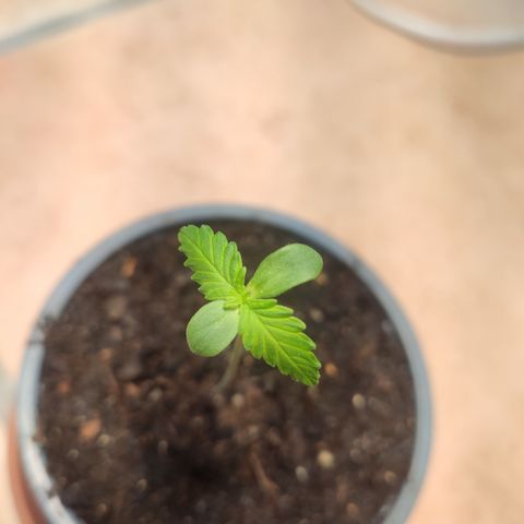 J - Blue Dream - Fast buds #1 growlog timeline photo