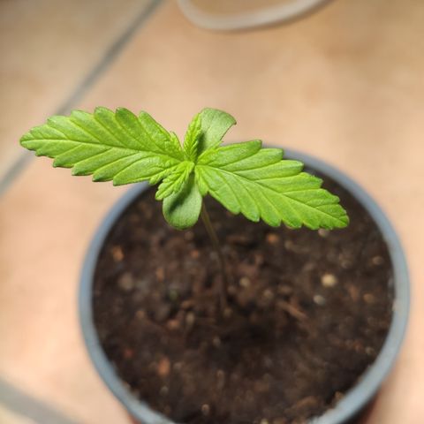 J - Blue Dream - Fast buds #1 growlog timeline photo