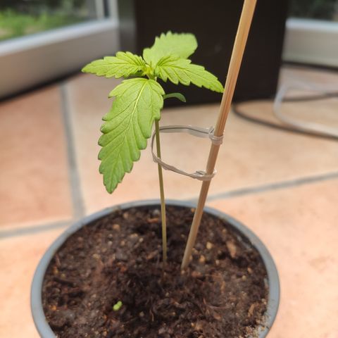 J - Blue Dream - Fast buds #1 growlog photo: Pflanze gestützt 