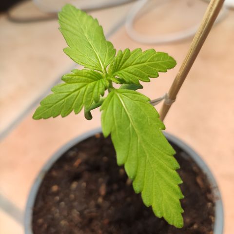 J - Blue Dream - Fast buds #1 growlog photo: Pflanze gestützt 