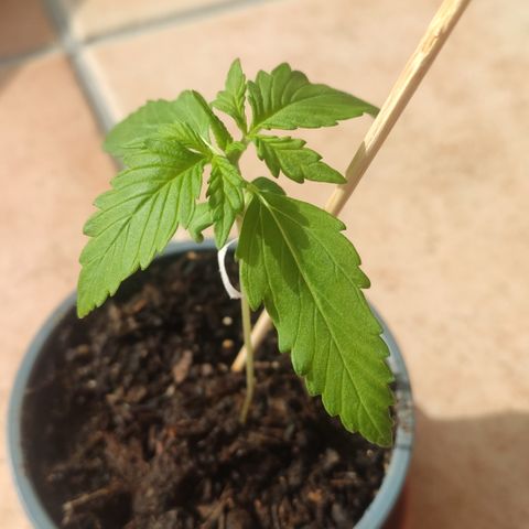 J - Blue Dream - Fast buds #1 growlog timeline photo