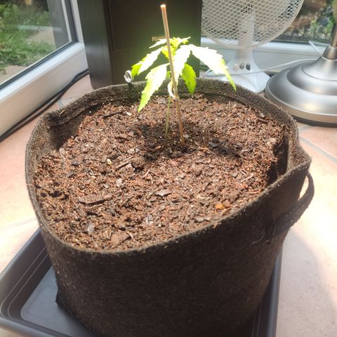 J - Blue Dream - Fast buds #1 growlog photo: Umtopfen in 11 Liter Topf