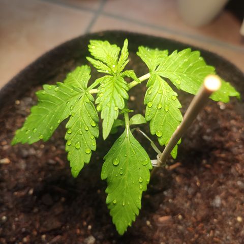 J - Blue Dream - Fast buds #1 growlog photo: Umtopfen in 11 Liter Topf