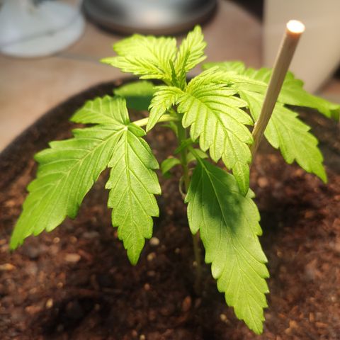 J - Blue Dream - Fast buds #1 growlog timeline photo
