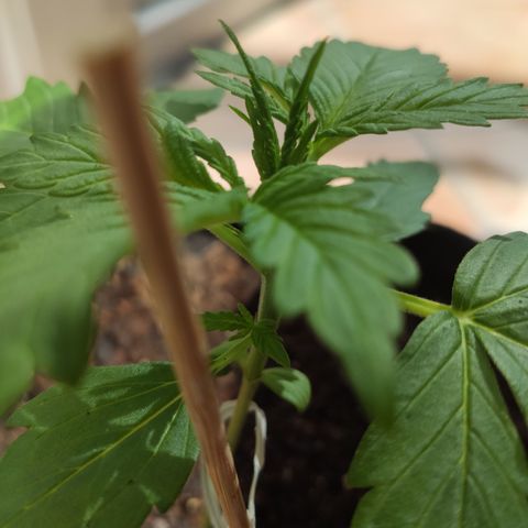 J - Blue Dream - Fast buds #1 growlog timeline photo