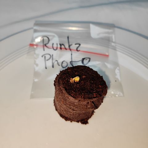 M - Runtz (Zamnesia Genetics)  growlog photo: Nachdem gestern die Erde angehoben wurde und erste Anzeichen sichtbar waren ist die Pflanze über Nacht durch die Erde gebrochen.
Die Samenkapsel wurde vorsichtig mit einer Pinzette entfernt, war bereits lose. 