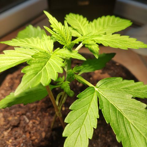 J - Blue Dream - Fast buds #1 growlog timeline photo