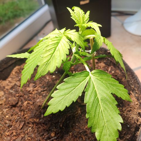 J - Blue Dream - Fast buds #1 growlog timeline photo